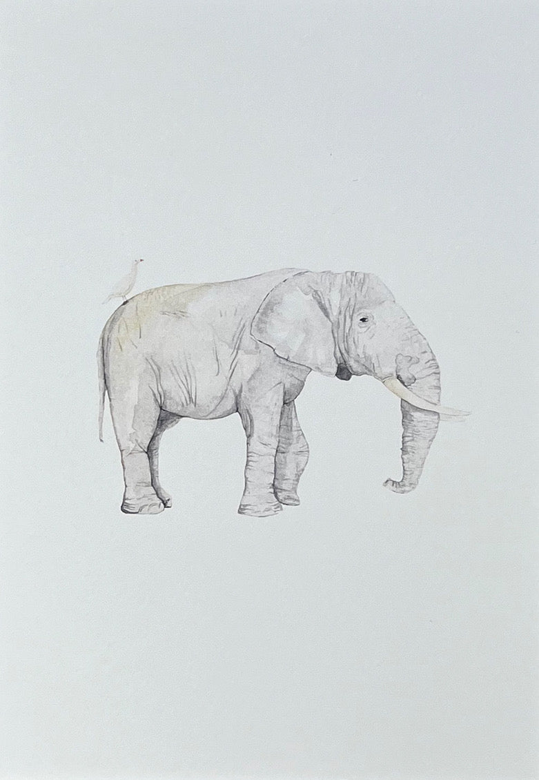ELEPHANT Sarah Smith x Alma Frames