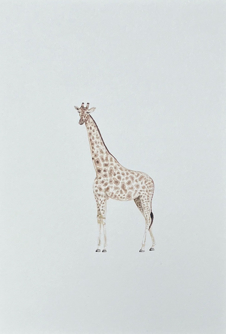 GIRAFFE Sarah Smith x Alma Frames