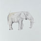 ELEPHANT Sarah Smith x Alma Frames