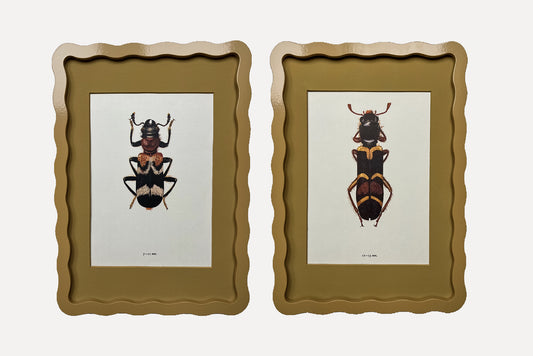 BUGS Anchovy & Oyster x Alma Frames